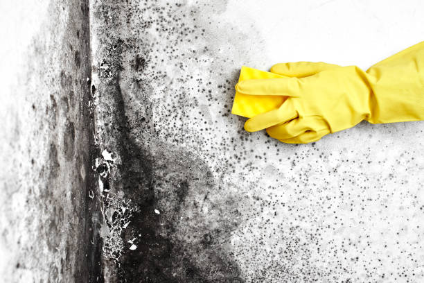 Best Real Estate Mold Inspection  in Farm Loop, AK